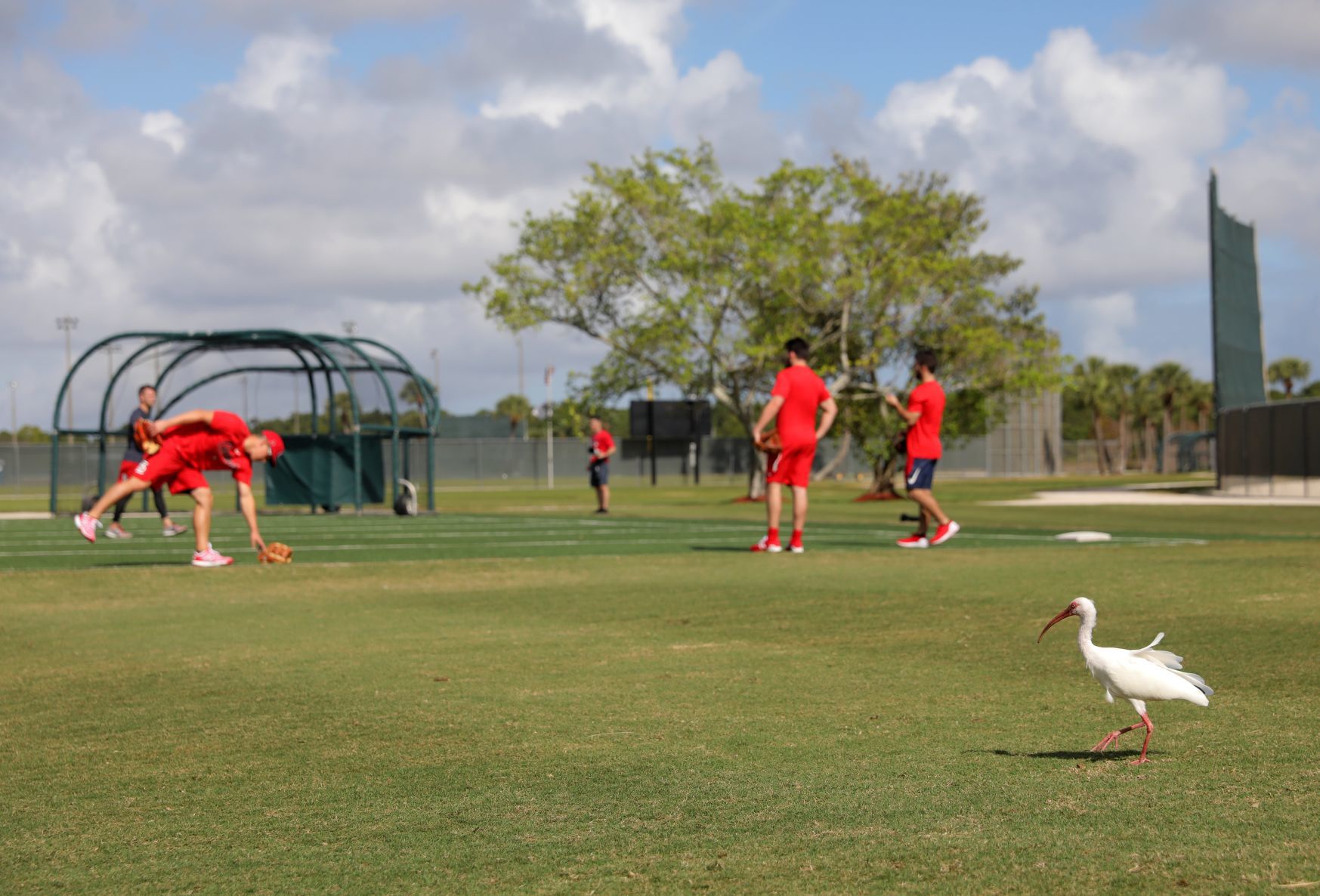 Cardinals pitchers and catchers report day